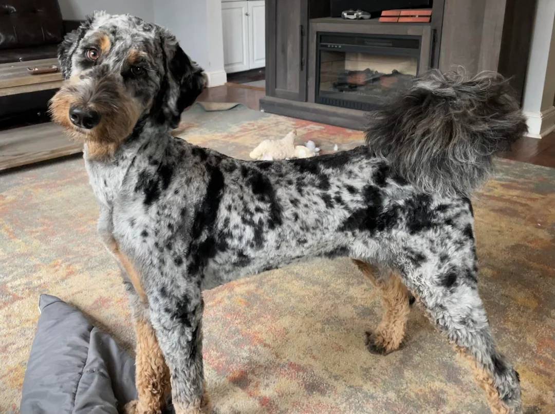 Summer Haircut Bernedoodle