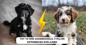 Toy vs Mini Aussiedoodle: 9 Major Differences Explained
