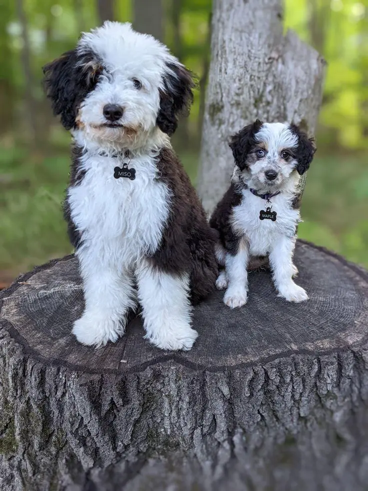 Toy vs Mini Aussiedoodle: 9 Major Differences Explained