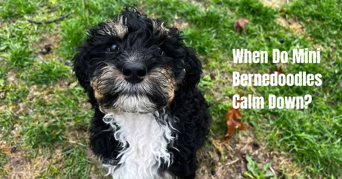 When Do Mini Bernedoodles Calm Down?