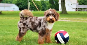 Why Is My Aussiedoodle So Hyper? 7 Common Reasons 