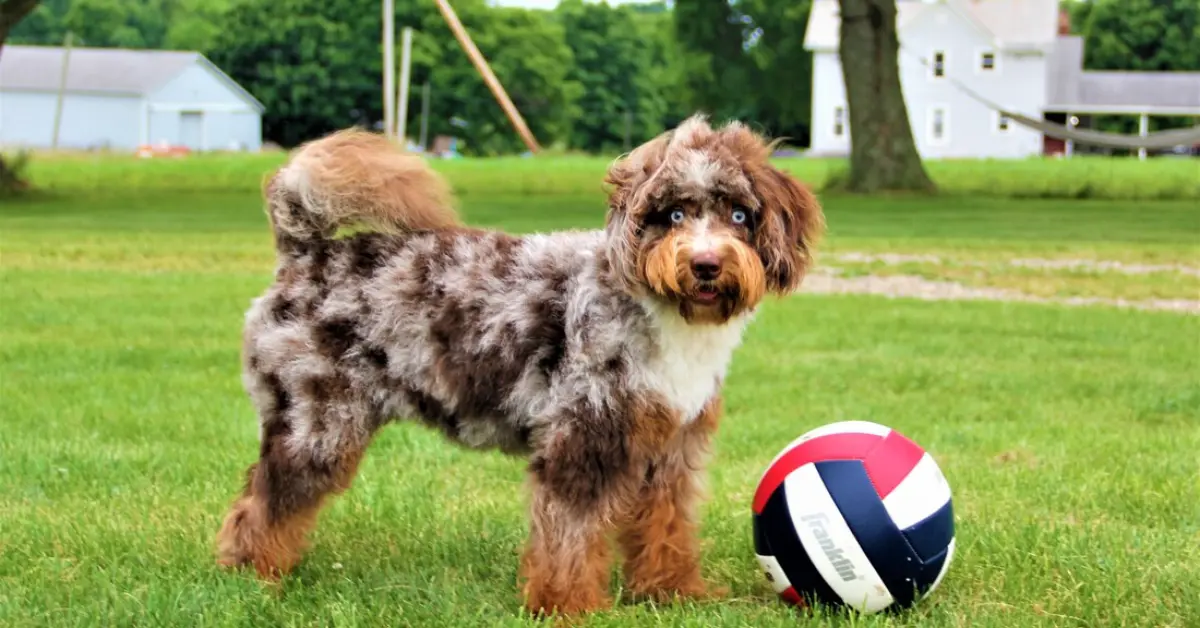 Why Is My Aussiedoodle So Hyper? 7 Common Reasons 