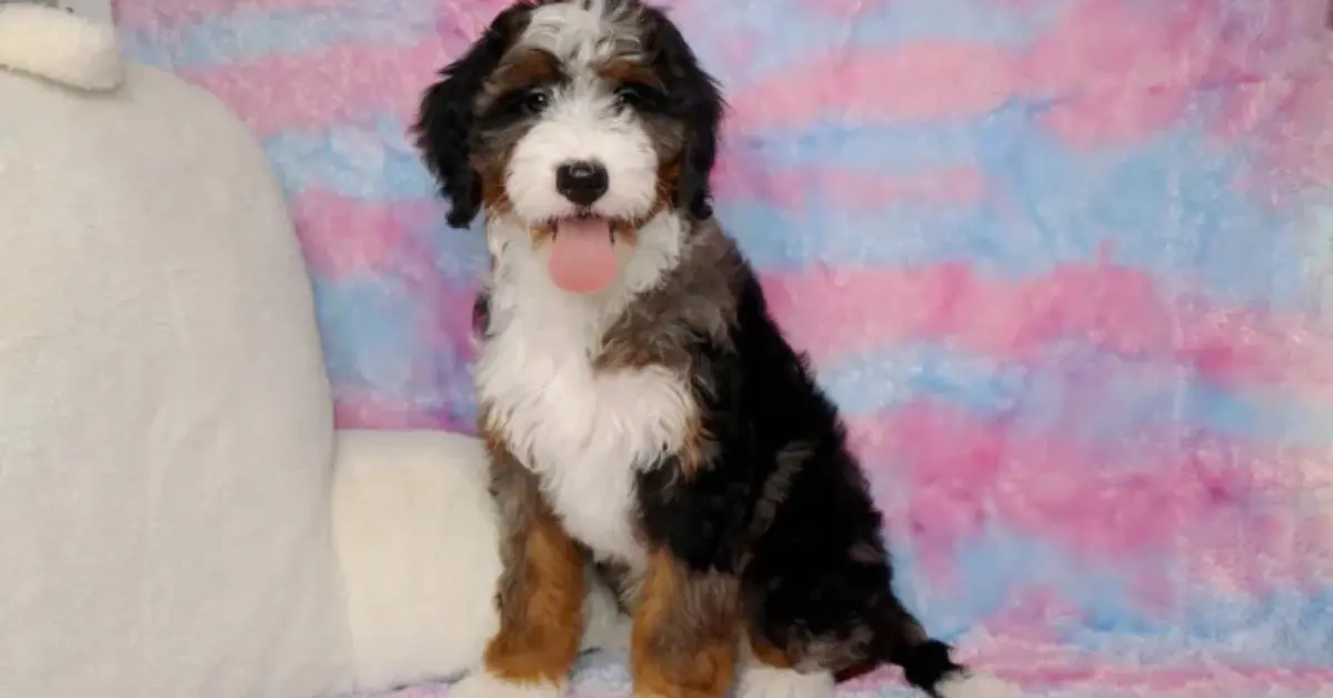 Why Is My Mini Bernedoodle So Clingy? 7 Shocking Reasons