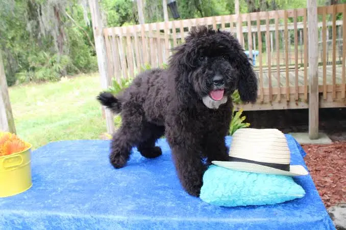 My Aussiedoodle Bark So Much? 7 Shocking Reasons