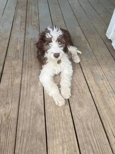 My Aussiedoodle Bark So Much? 7 Shocking Reasons