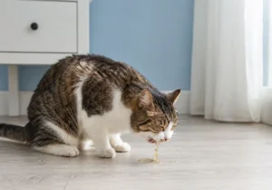Cat Throwing Up Causes, Symptoms, and Home Care Tips