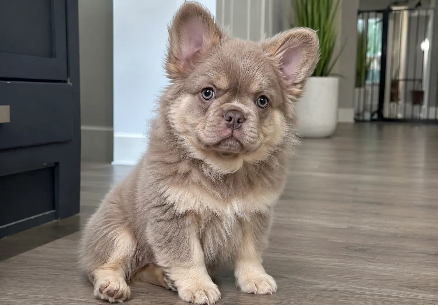 Fluffy French Bulldog 7 Amazing Facts You’ll Love