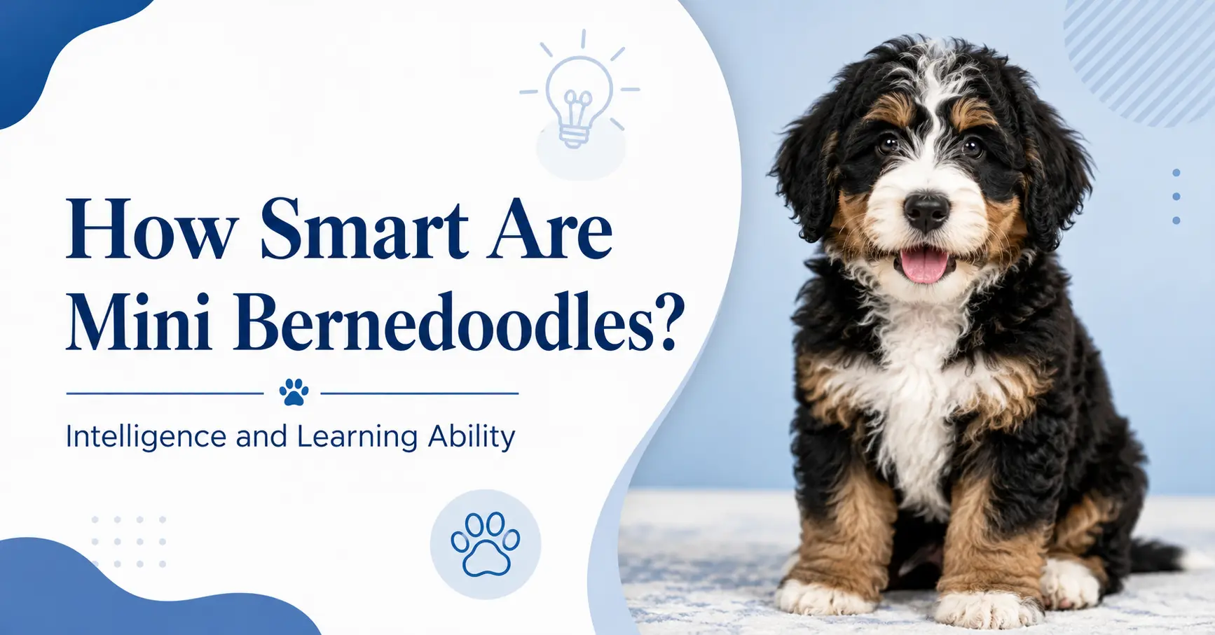 How Smart Are Mini Bernedoodles Intelligence and Learning Ability