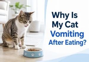 Why Is My Cat Vomiting After Eating