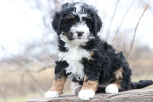 When Do Mini Bernedoodles Stop Growing Complete Growth Guide