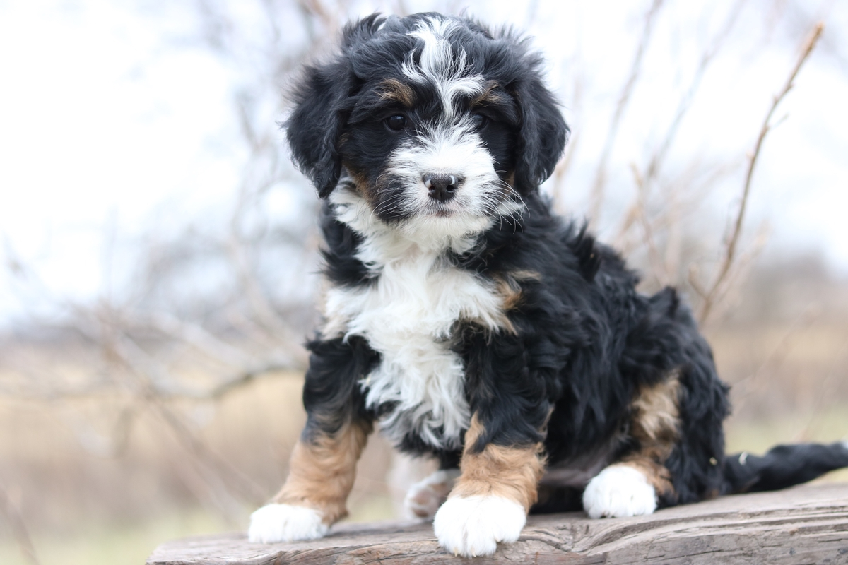 When Do Mini Bernedoodles Stop Growing Complete Growth Guide