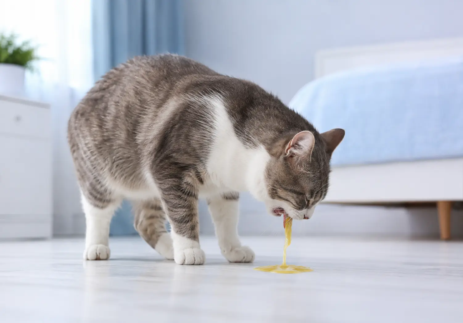 Why Is My Cat Vomiting Yellow Liquid 7 Alarming Causes