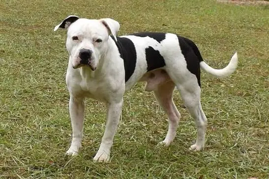 American-Bulldog-White and Black