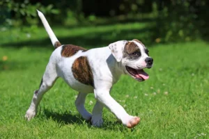 American-Bulldog-puppy-walking-in-grass