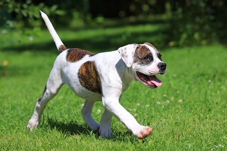 American-Bulldog-puppy-walking-in-grass