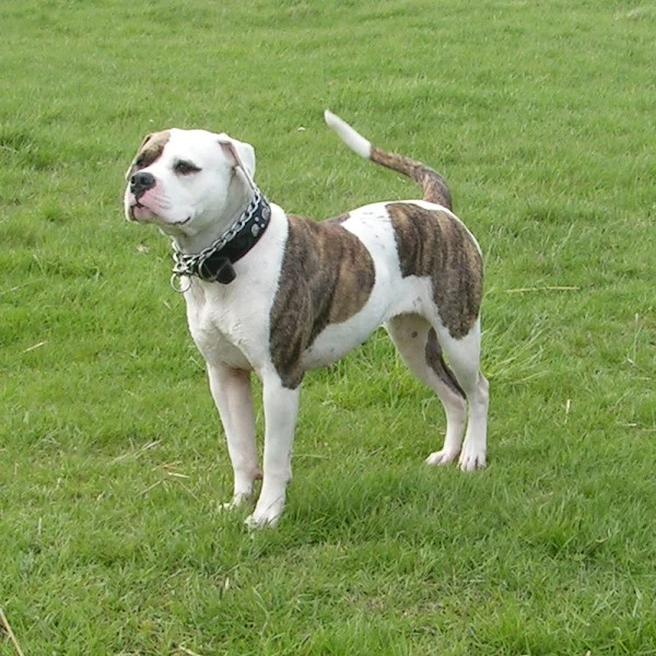 American_Bulldog_stand in park