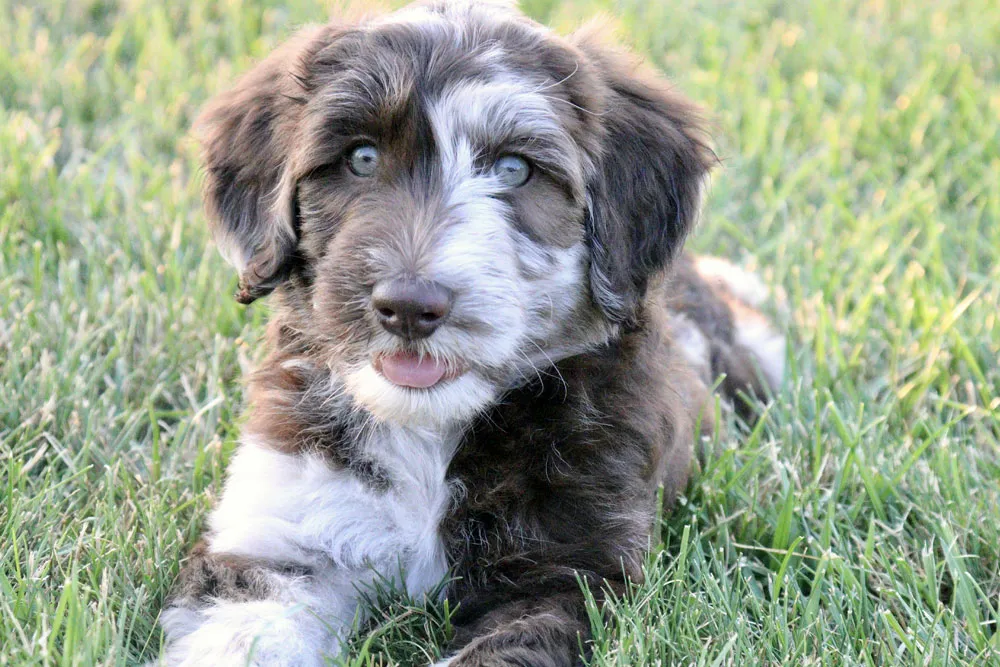 Are Mini Aussiedoodles Good Dogs for Apartments