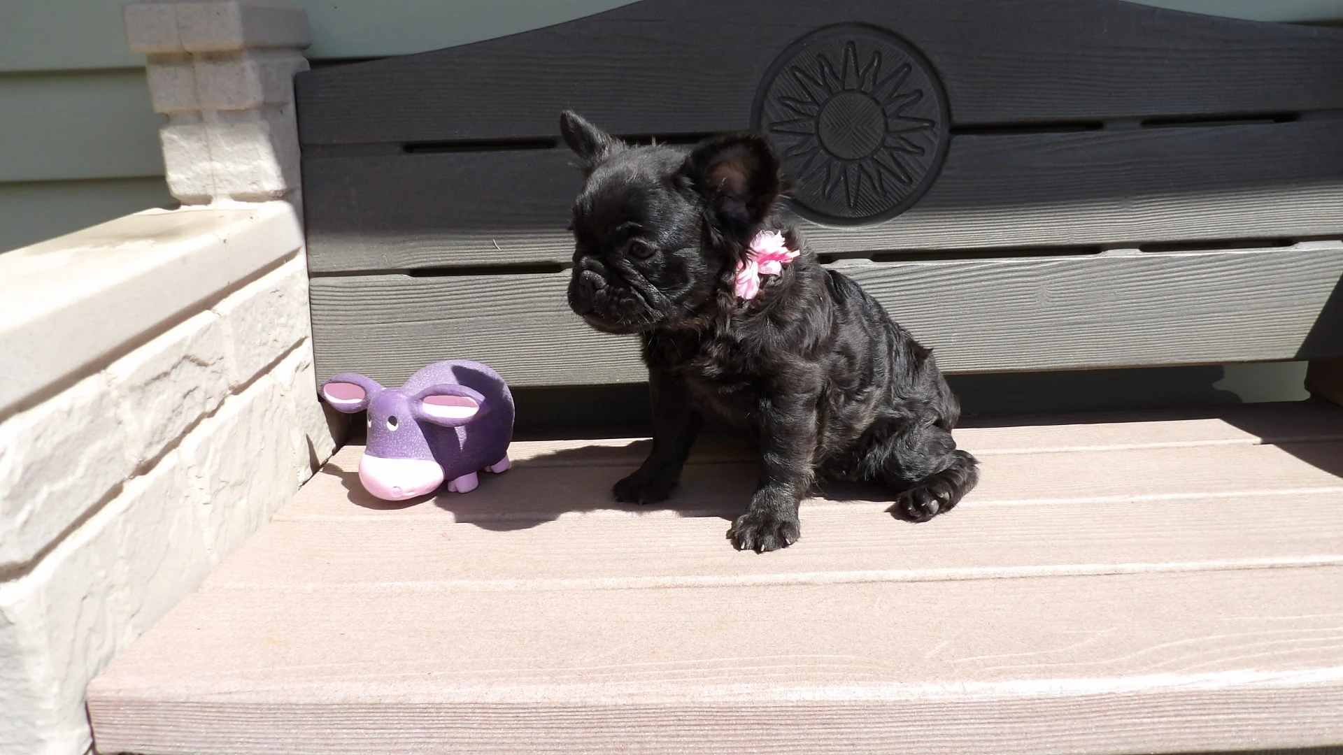 Fluffy French Bulldog Puppy 7 Amazing Care Tips