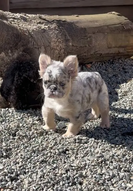 Fluffy French Bulldog Puppy Appearance