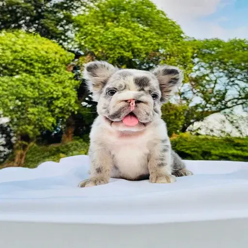 Fluffy French Bulldog Puppy guide