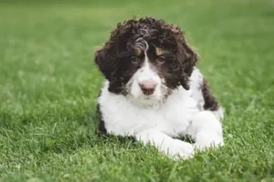 How long can a Mini Bernedoodle be left alone