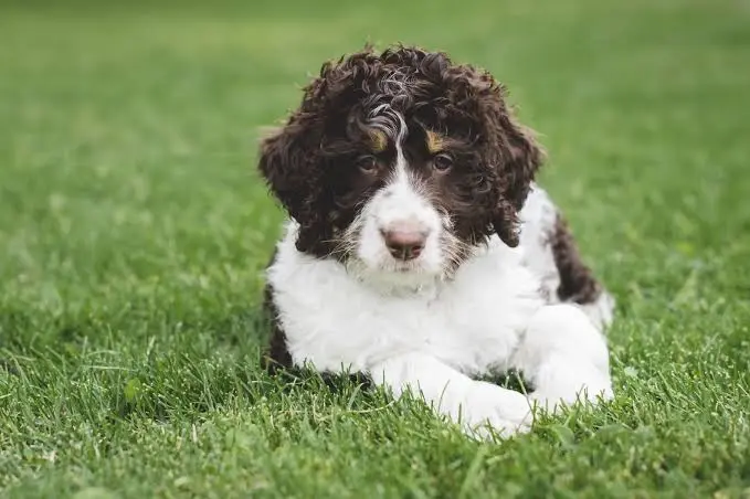 How long can a Mini Bernedoodle be left alone