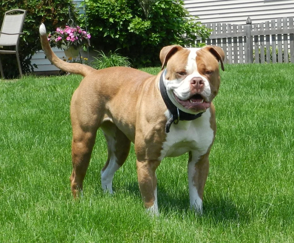 american-bulldog-White and Tan