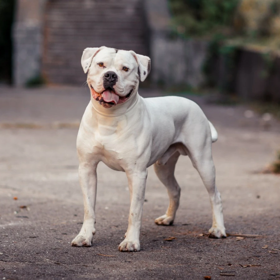 american bulldog White color