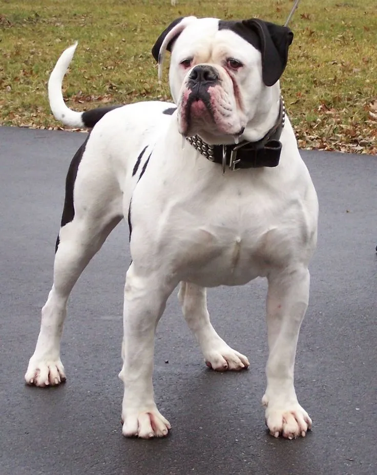 white american bulldog stand in outdoor