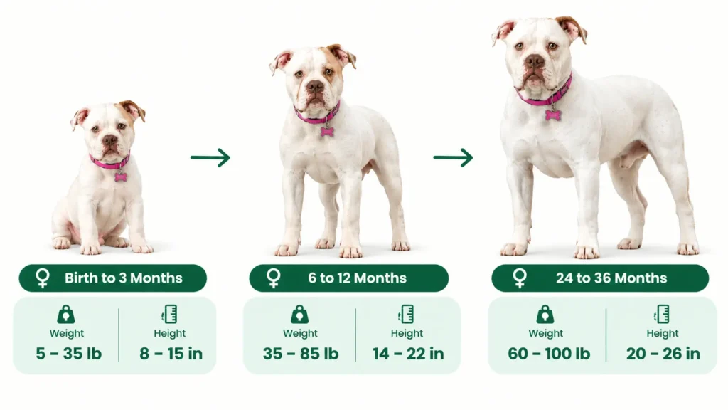 American Bulldog Female Growth Chart