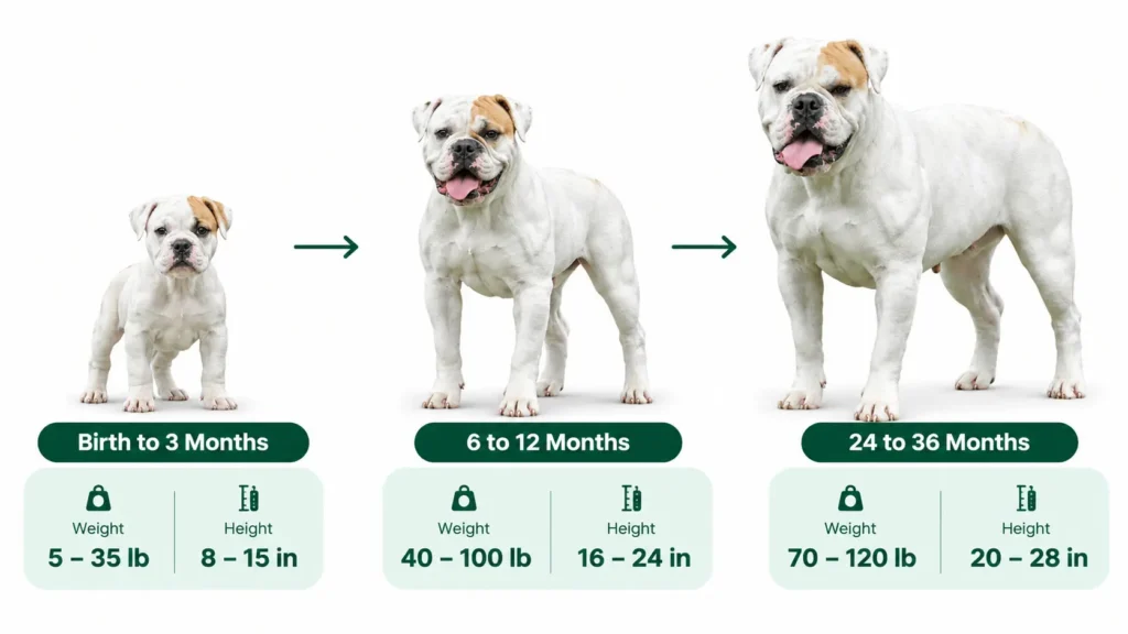American Bulldog Growth Chart