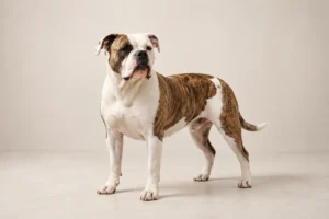 Brindle American Bulldog focus img by petsay