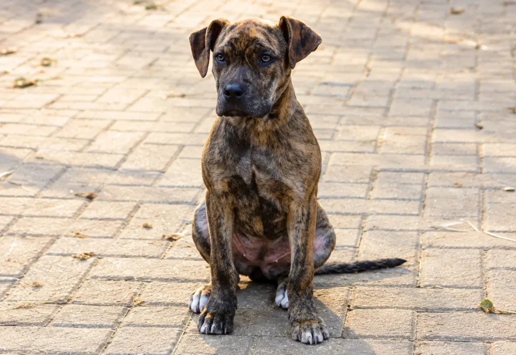 Catahoula Bulldog sitting on a paved path