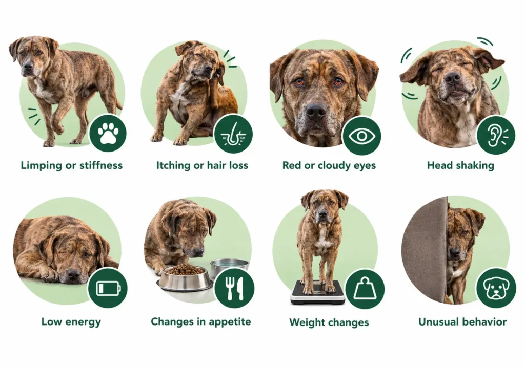 Common signs of catahoula bulldog health problems include: