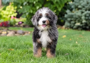 Are Mini Bernedoodles Good for First Time Owners?